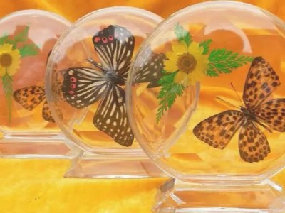 聚力水晶滴膠、環(huán)氧膠，用于標(biāo)本制作，填充性好，使用期長